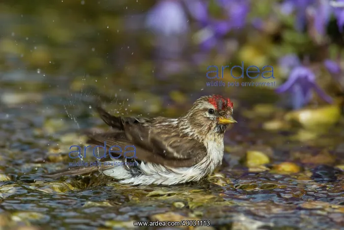  : Common Redpoll female bathing