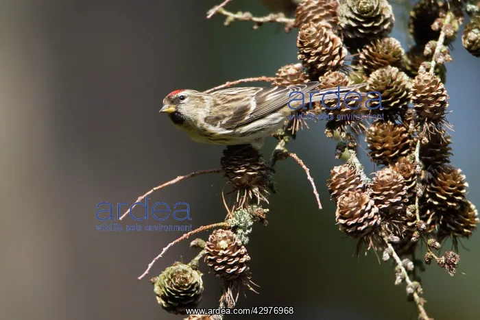 : Common Redpoll - female feeding on Larch tree cone seeds : Common Redpoll - female feeding on Larch tree cone seeds