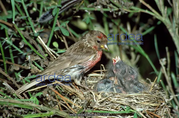 : Common REDPOLL - female, at nest with chicks : Common REDPOLL - female, at nest with chicks