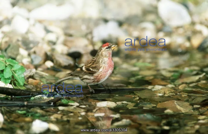 : Common REDPOLL - on ground : Common REDPOLL - on ground
