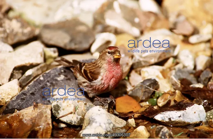 : Common REDPOLL - on ground : Common REDPOLL - on ground