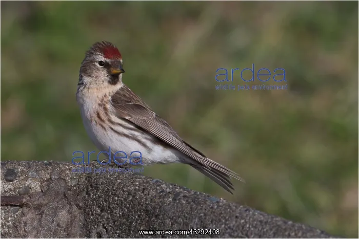 : Common Redpoll - Introduced to New Zealand - On : Common Redpoll - Introduced to New Zealand - On
