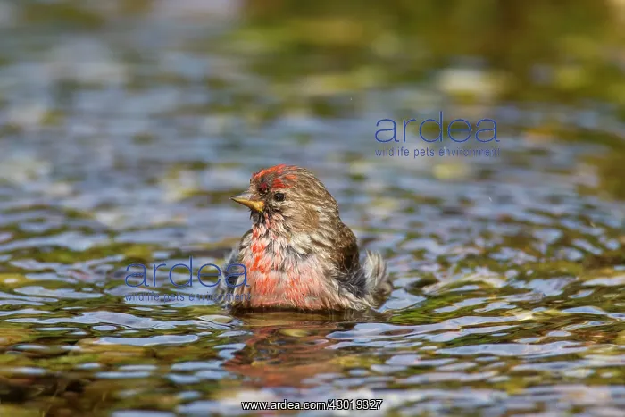  : Common Redpoll male bathing