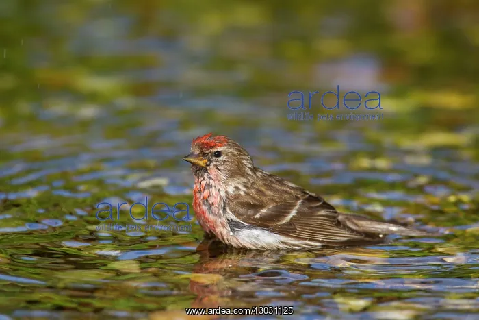  : Common Redpoll male bathing