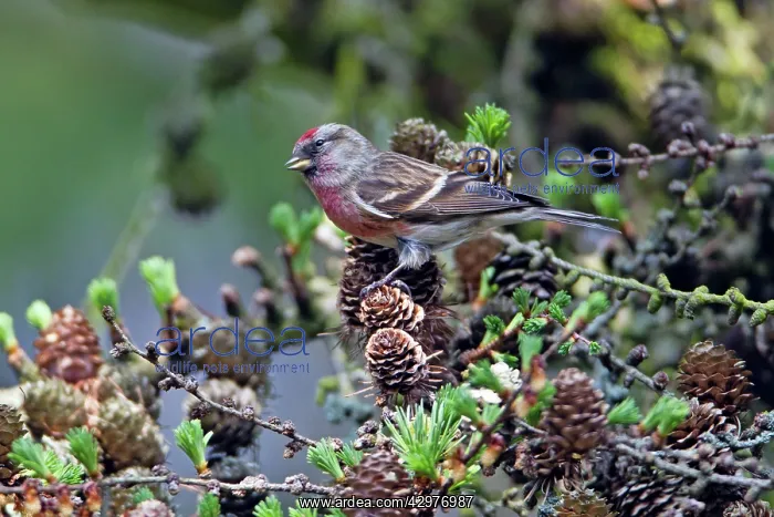 : Common Redpoll - male feeding on Larch tree cone seeds : Common Redpoll - male feeding on Larch tree cone seeds
