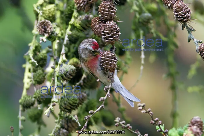  : Common Redpoll - male feeding on Larch tree cone seeds