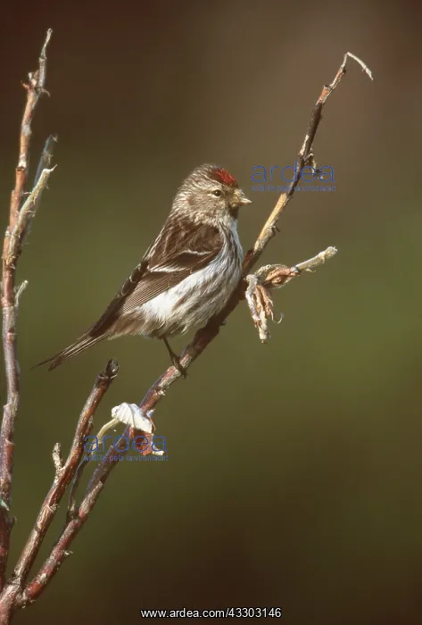 : Common REDPOLL - male, perched : Common REDPOLL - male, perched