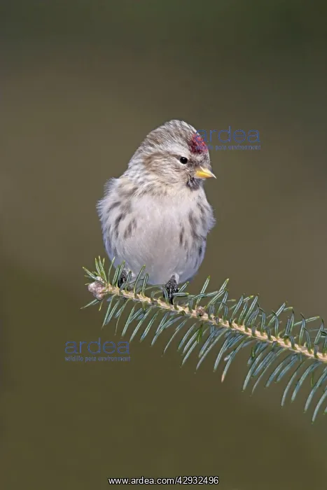 : Common Redpoll in winter : Common Redpoll in winter