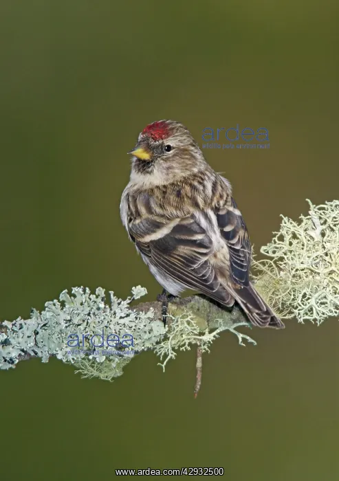 : Common Redpoll in winter : Common Redpoll in winter