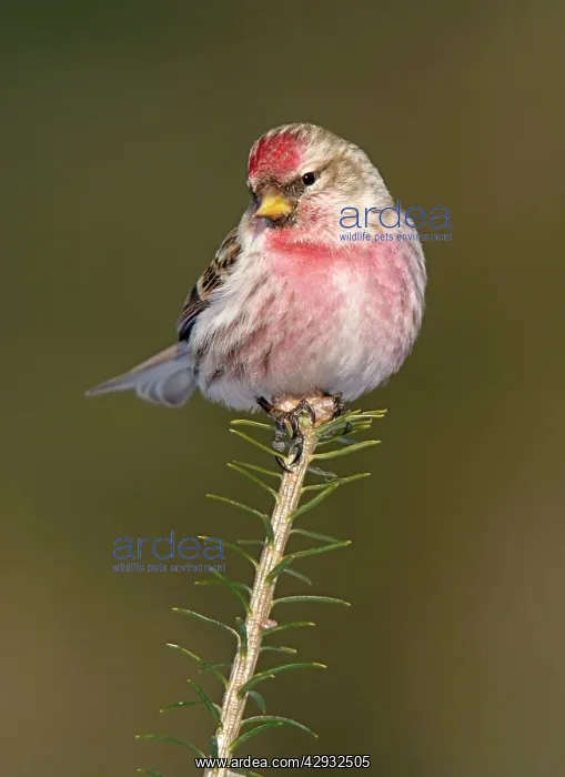 : Common Redpoll in winter : Common Redpoll in winter