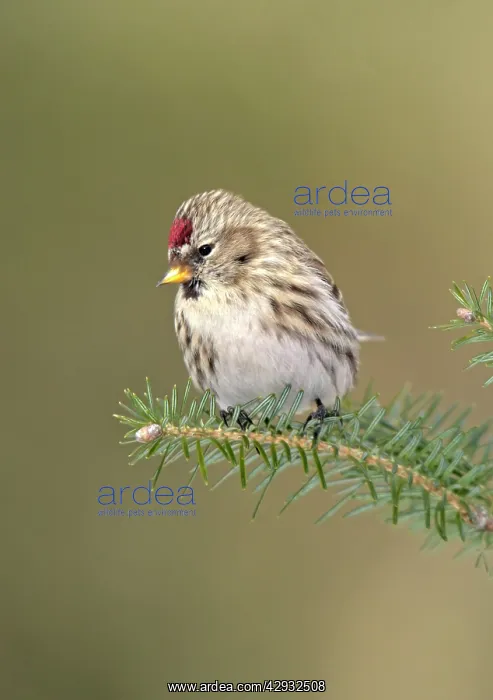 : Common Redpoll in winter : Common Redpoll in winter