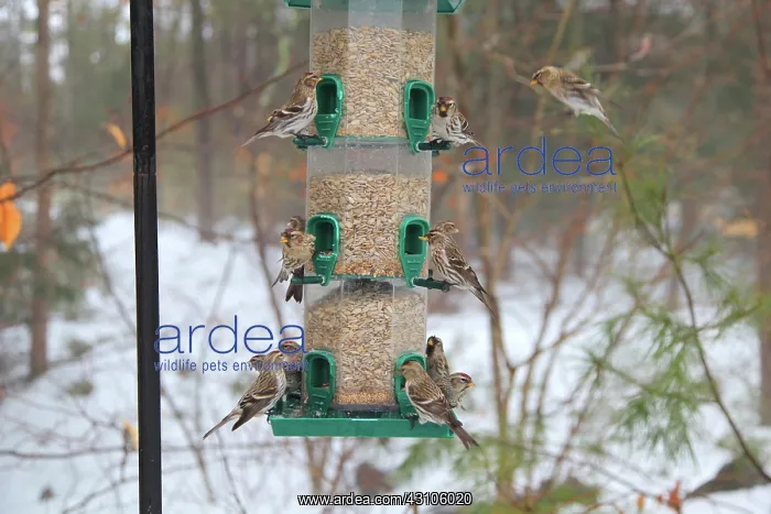 : Common Redpolls at feeder : Common Redpolls at feeder