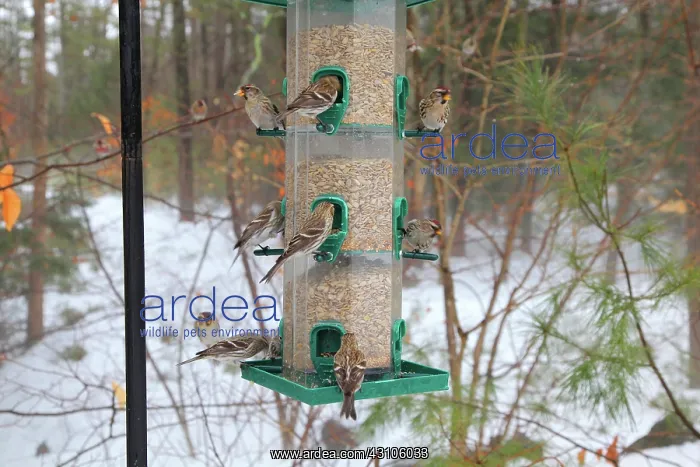 : Common Redpolls at feeder : Common Redpolls at feeder