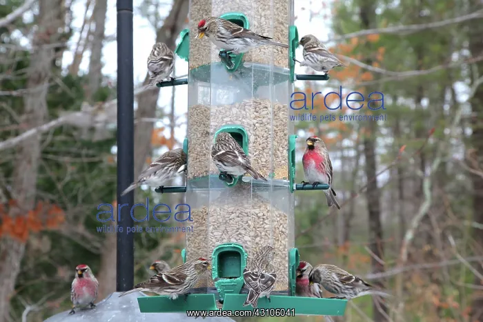 : Common Redpolls at feeder : Common Redpolls at feeder