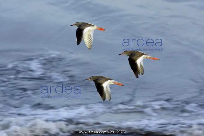 : Common Redshank - 3 birds flying over North Sea, autumn : Common Redshank - 3 birds flying over North Sea, autumn