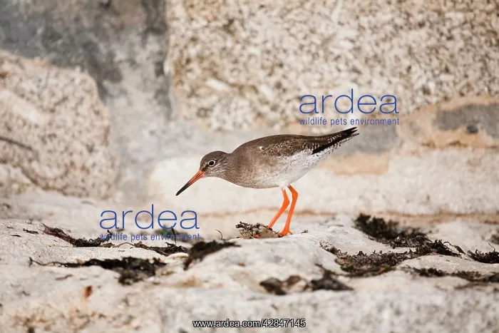  : Common Redshank