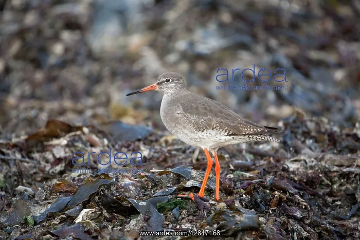: Common Redshank : Common Redshank