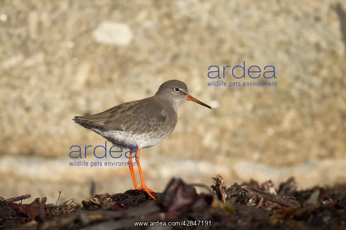 : Common Redshank : Common Redshank