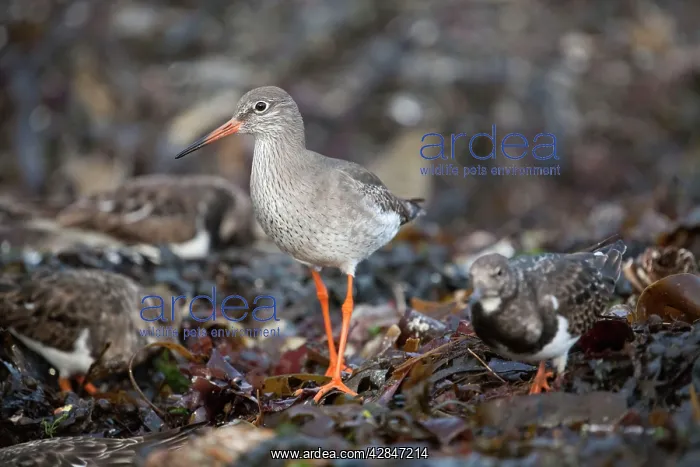 : Common Redshank : Common Redshank