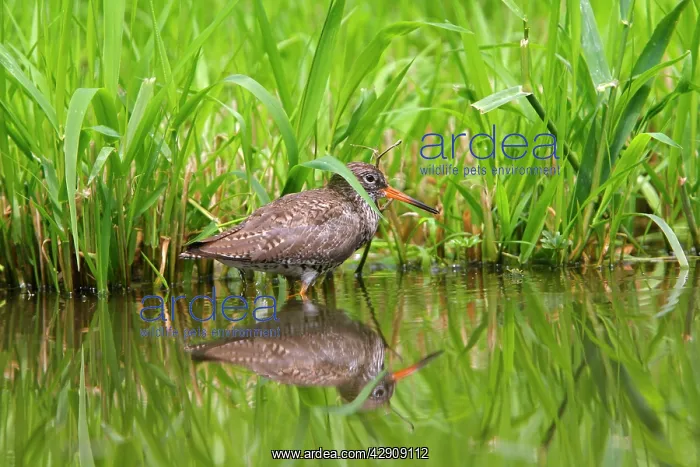 : Common Redshank : Common Redshank