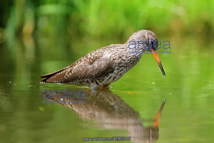 : Common Redshank : Common Redshank