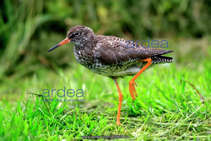: Common Redshank : Common Redshank