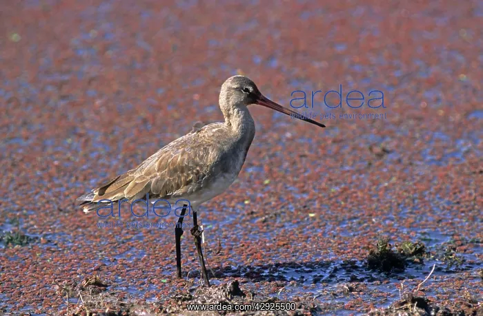 : Common Redshank : Common Redshank