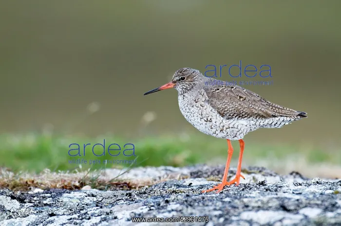 : Common Redshank : Common Redshank
