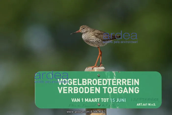 : Common Redshank : Common Redshank