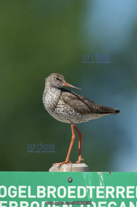 : Common Redshank : Common Redshank