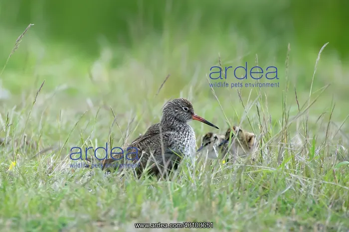 : Common Redshank : Common Redshank