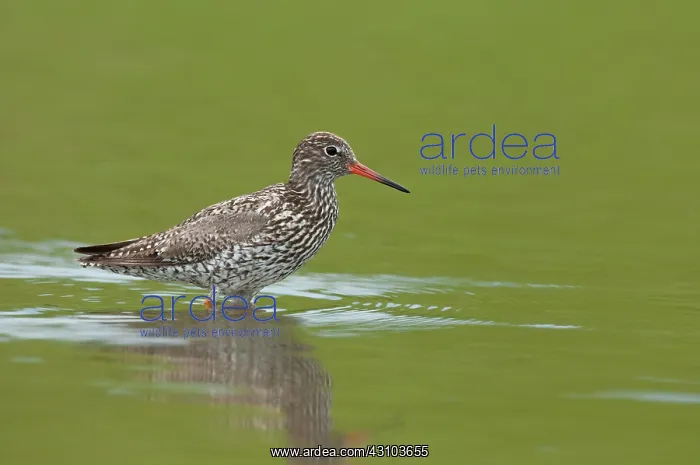  : Common Redshank