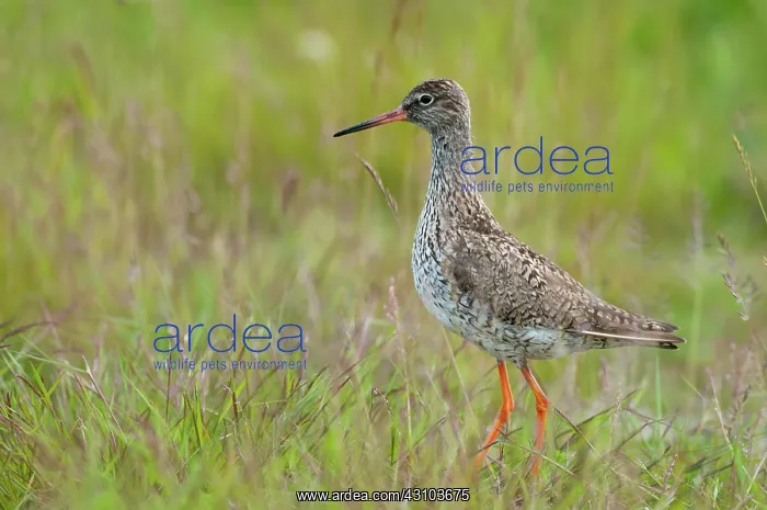 : Common Redshank : Common Redshank