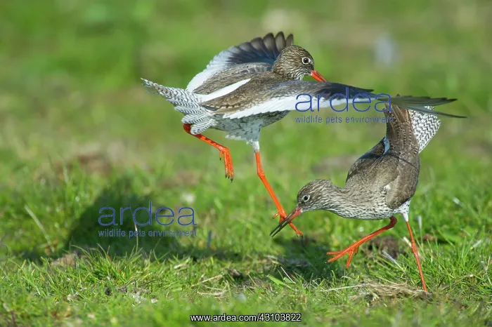 : Common Redshank : Common Redshank