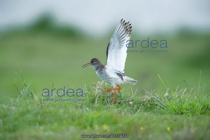 : Common Redshank : Common Redshank