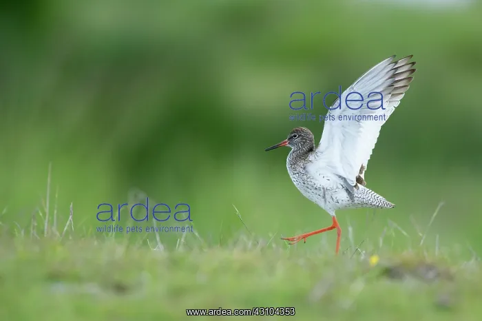 : Common Redshank