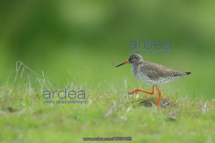: Common Redshank : Common Redshank