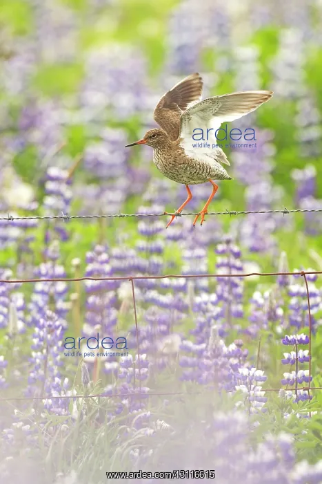 : Common Redshank : Common Redshank