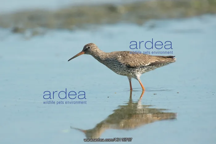 : Common Redshank : Common Redshank
