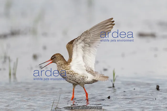 : Common Redshank : Common Redshank