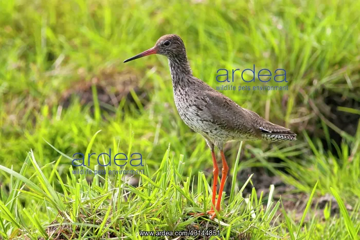 : Common Redshank : Common Redshank