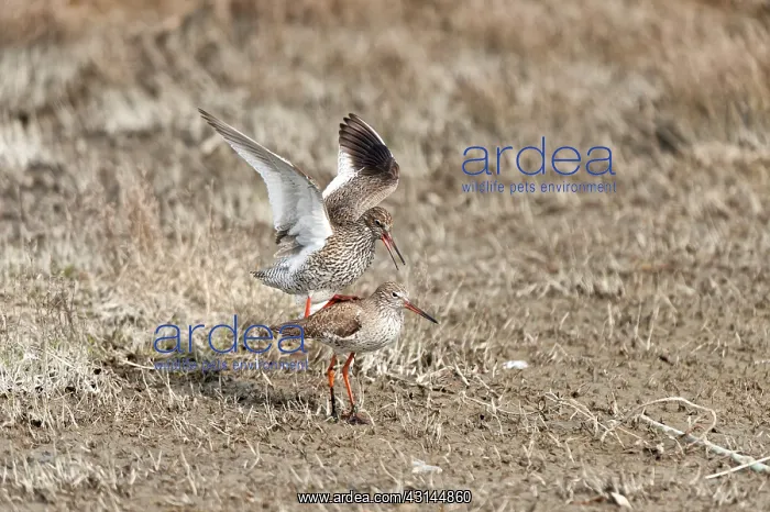 : Common Redshank : Common Redshank