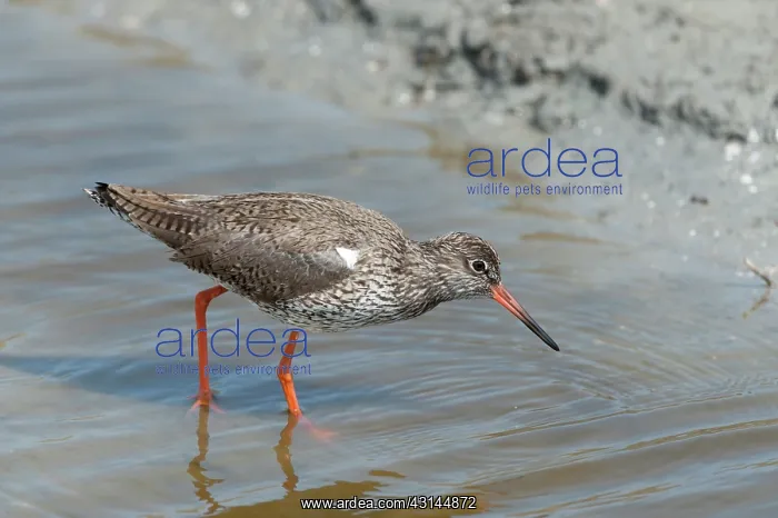: Common Redshank : Common Redshank