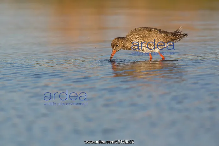 : Common Redshank : Common Redshank