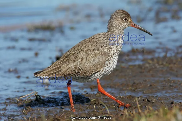 : Common Redshank : Common Redshank