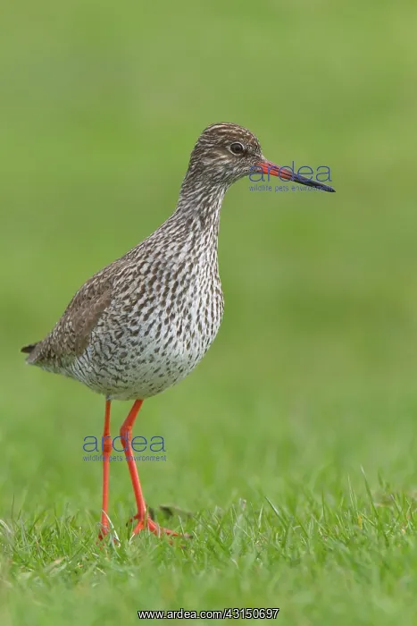 : Common Redshank : Common Redshank