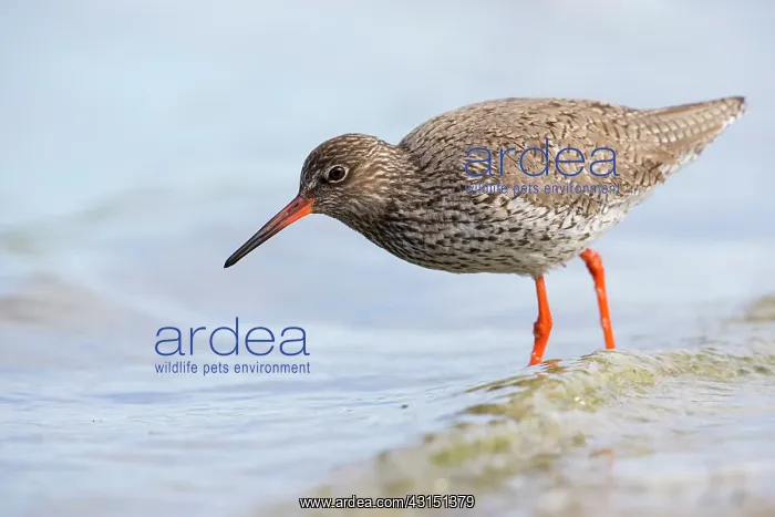 : Common Redshank : Common Redshank