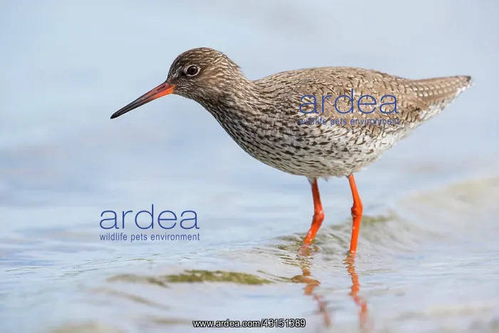 : Common Redshank : Common Redshank