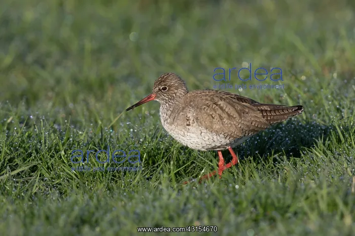  : Common Redshank