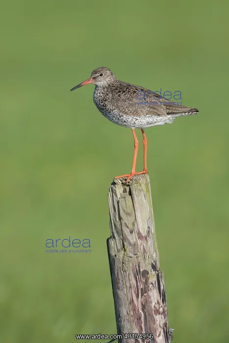 : Common Redshank : Common Redshank